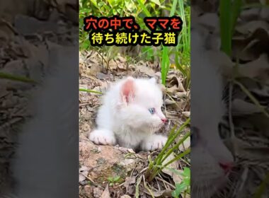 ママを待ち続けた子猫…小さな穴から始まった新しい生活
