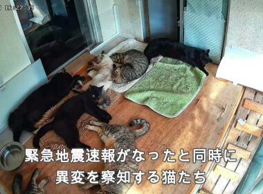 熟睡中、最大震度７の熊本地震に反応する大分市の猫たちの様子（大分市震度４）