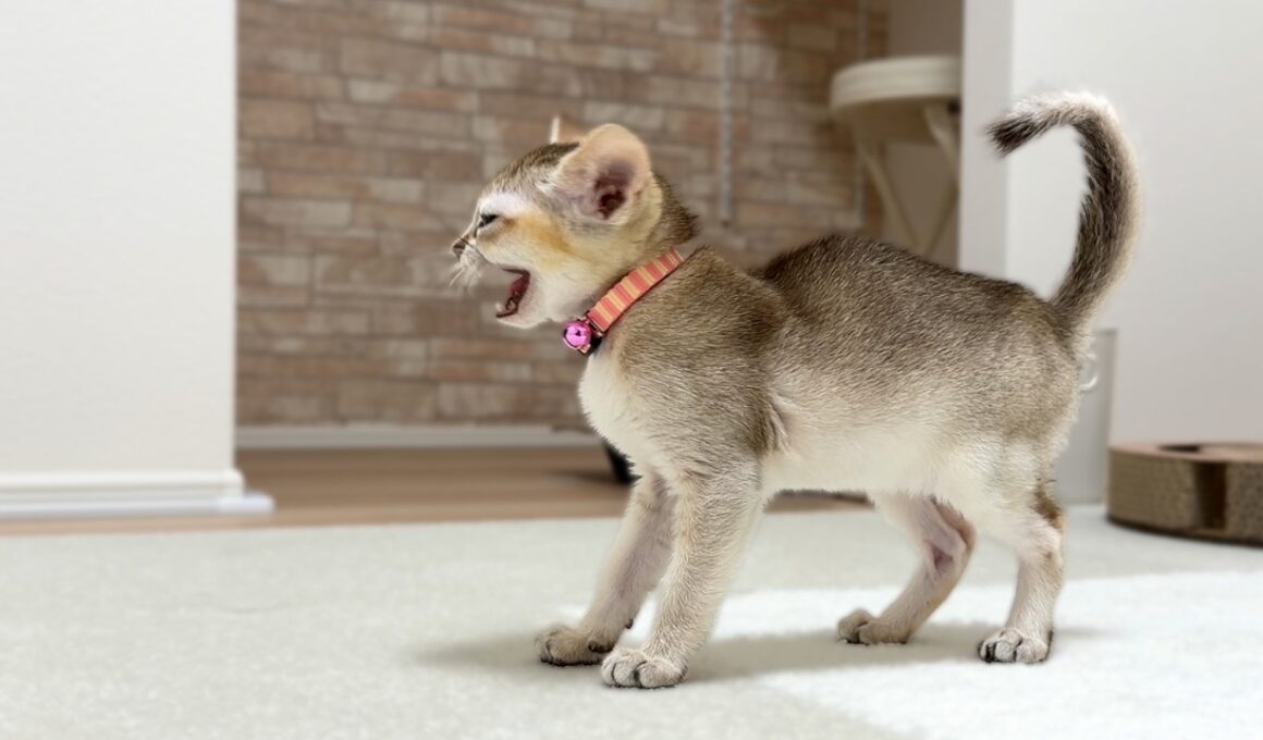 【お迎え5日目】子猫が泣き止まない理由はこれでした