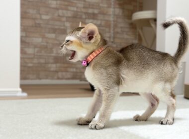 【お迎え5日目】子猫が泣き止まない理由はこれでした