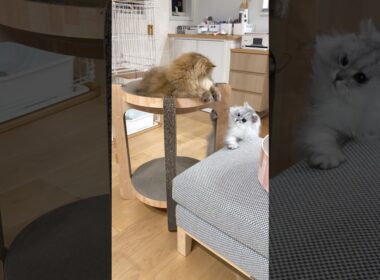 猫バトルが始まりそうで始まらない 【サイベリアン】 #Shorts
