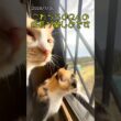 ニャルソック研修生の芽依 #子ネコ #保護猫 #cat #ねこ #かしわねこ #猫 #ネコ #猫のいる暮らし #好きな子猫
