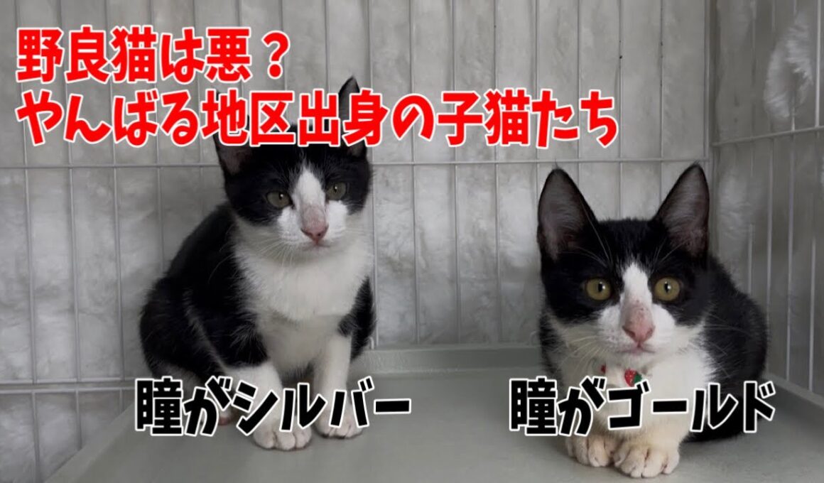 【沖縄っ子18便隊24匹】やんばる子猫の可愛さを伝えたい