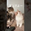 かまってもらえないメインクーン #cat #猫のいる暮らし #ねこのいる生活 #shorts
