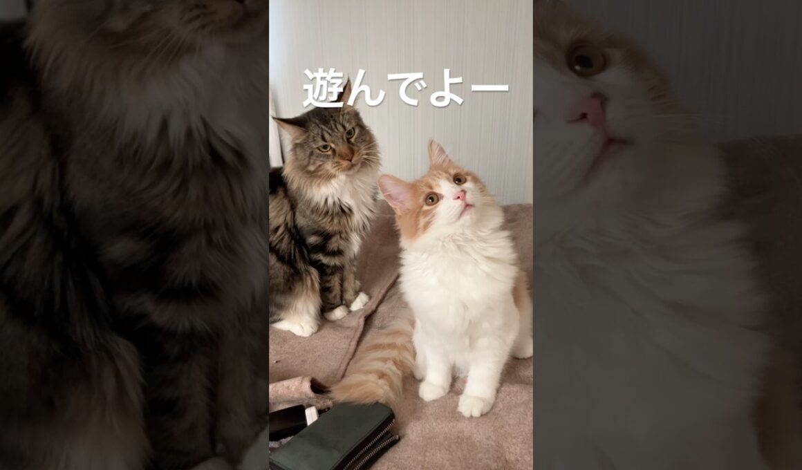 かまってもらえないメインクーン #cat #猫のいる暮らし #ねこのいる生活 #shorts