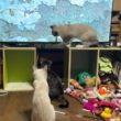 トカゲ動画。テレビにパンチする黒猫くー、シャムのパンダ、キジシロのルル。シャム雫は鑑賞。三毛猫ミックス、黒猫の黒夢は、あまり興味なし
