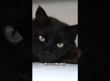 ユリは猫の腎臓を壊す危険な花