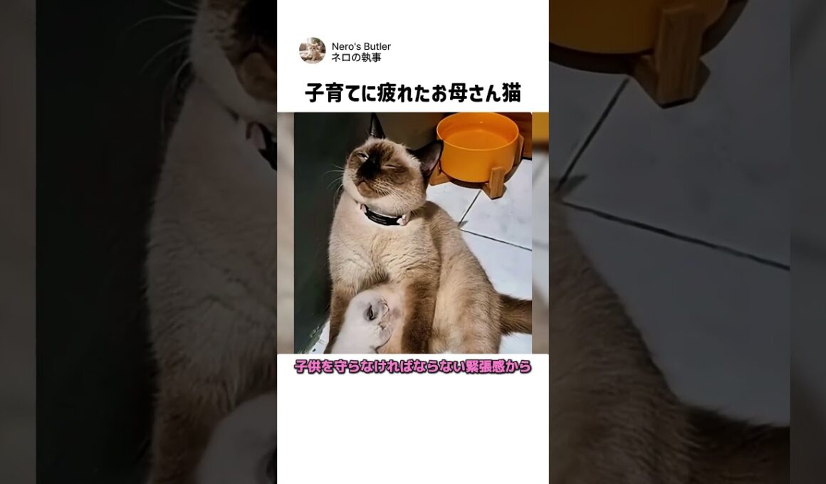 お母さん猫の涙ぐましい母性愛 #猫 #子猫