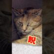 子供を睨みつける猫