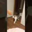 呼んでもらうのが好きな猫まる #メインクーンミックス #猫のいる暮らし #保護猫