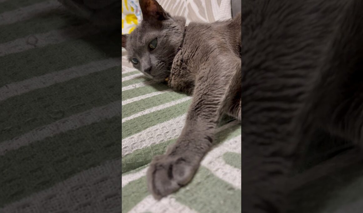 20260723 #shorts #cat #ロシアンブルー #猫