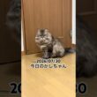 2026/07/30今日のかしちゃん #猫 #ペルシャ #カシス #cat #猫のいる暮らし
