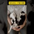 うちの子猫の寝相が癖強い #子猫 #猫 #ふみふみ  #shorts