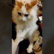 でっかい子ネコの毛刈り #メインクーン