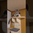 訴えてかけてくる丸顔のキキちゃん