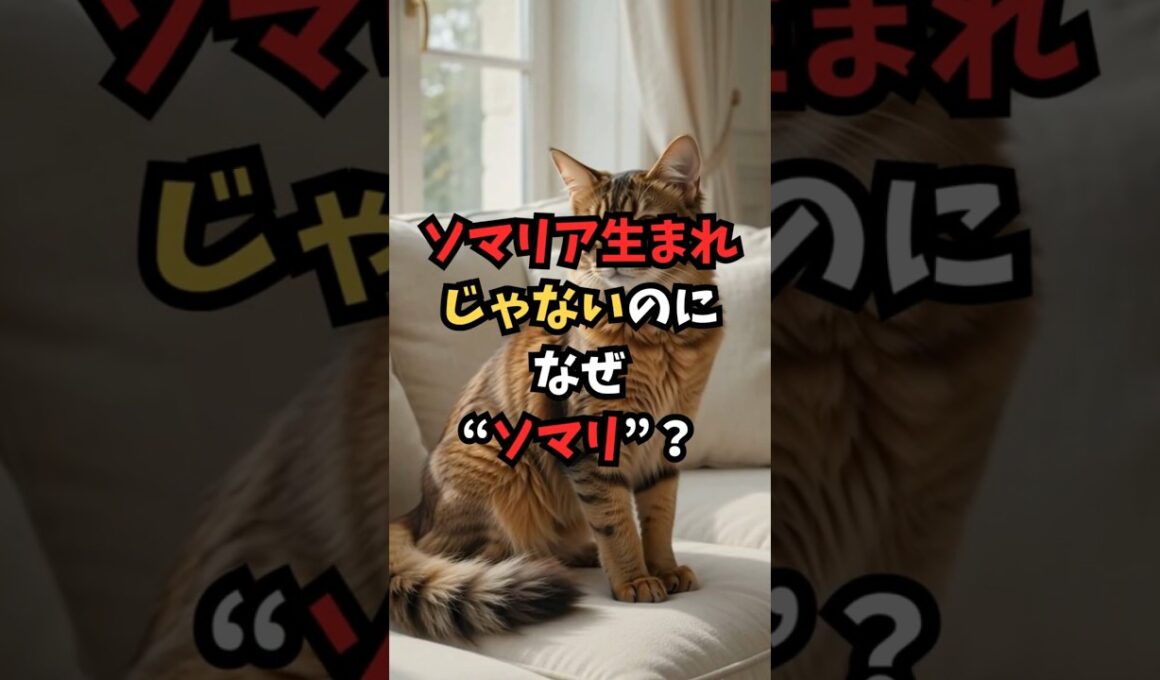 ソマリア生まれじゃないのに、なぜ“ソマリ”？😽 #猫雑学 #猫のいる暮らし #猫雑学 #猫好きさんと繋がりたい #shorts