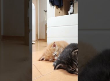 レッドのメインクーン天帝君ご予約頂きました