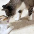 怖がり子猫と姫猫だけのご対面。姫猫の対応が優しすぎました