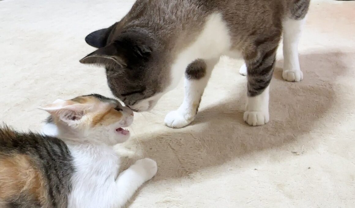 怖がり子猫と姫猫だけのご対面。姫猫の対応が優しすぎました