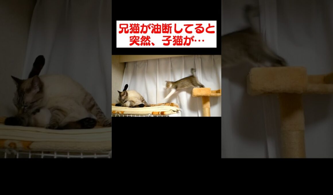 油断してる兄猫に突然訪れる子猫のダル絡み