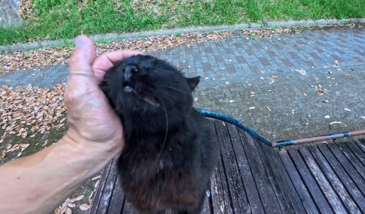 ハイキングコースの休憩所の黒猫ちゃん、椅子の上にモフられに来る甘えん坊が可愛すぎた