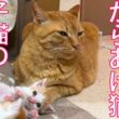元ベテラン野良猫、子猫の教育実習をする　The cat teaching intern