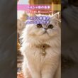 優雅すぎる猫の王様「ペルシャ」のルーツが凄かった…！