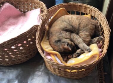 お昼寝ねむいよ。日本の庭と二匹の猫 Japanese garden and two cats