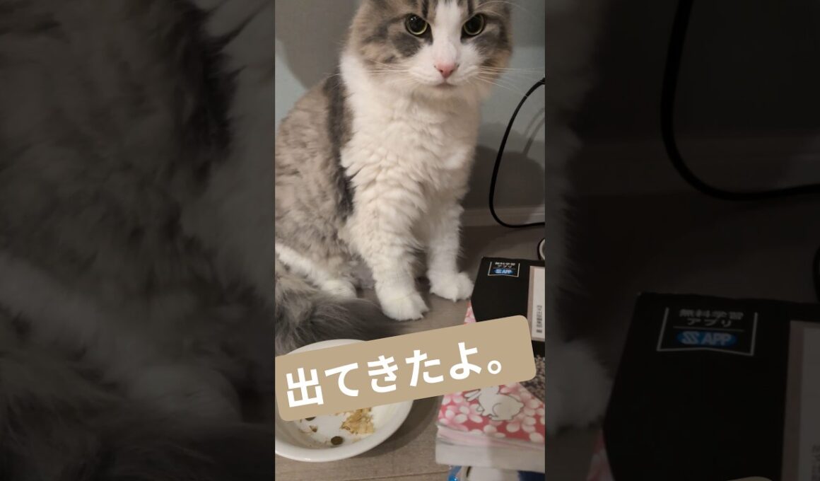 地震後、ベッドから出て来ない猫を出してみました。 #ノルウェージャンフォレストキャット