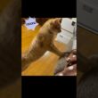 飛びかかると思ったら…🥺🐈