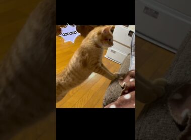 飛びかかると思ったら…🥺🐈