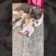 Cat mother and kitten love 💕💕💕 #cat #catsoftiktok #catlover #kitten #fyp #shorts