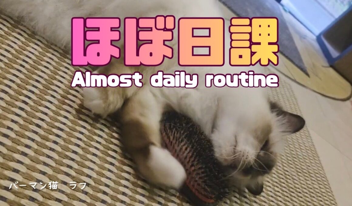 バーマン猫ラフ【ほぼ日課】Almost daily routine（バーマン猫）Birman/Cat