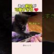 【かわいい】猫生初のゲームに夢中な子猫