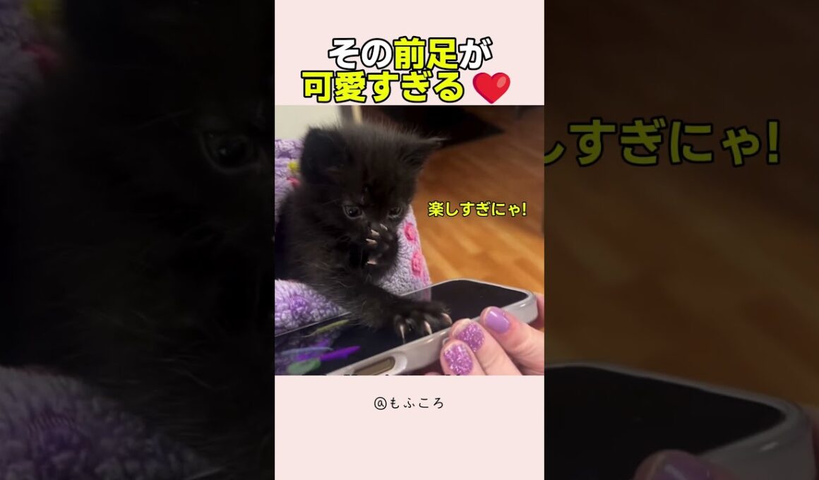 【かわいい】猫生初のゲームに夢中な子猫