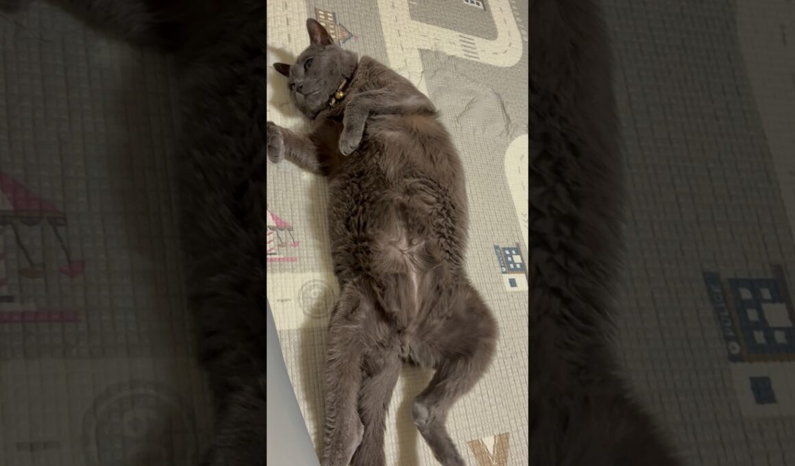 今日の仰向け_20260725 #shorts #cat #ロシアンブルー #猫