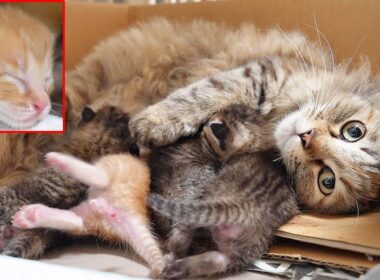 【サイベリアン？】捨てられたブランド母猫と子猫たち 生後９日目ってどんな様子？@NekoTakaD 猫たかD