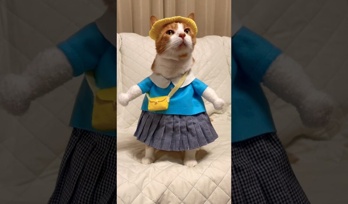 くるるな幼稚園に一緒に行くのにちょうどいいと思った茶白猫とシャム猫 #猫動画 #猫のいる暮らし