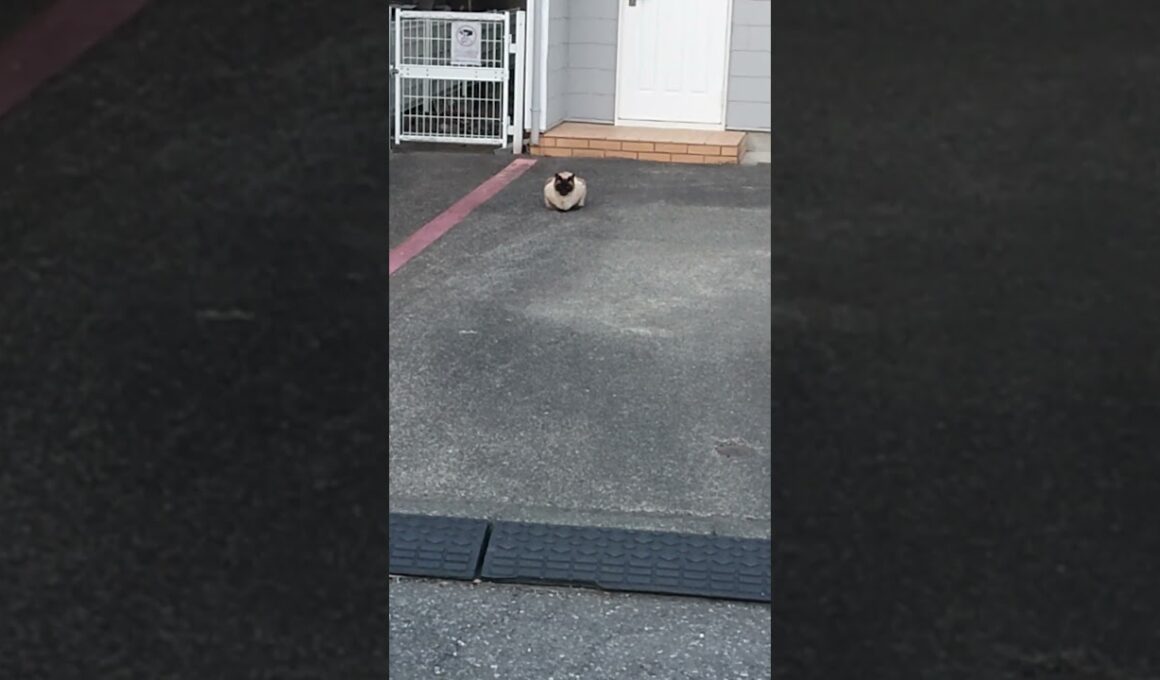 丸まるっとるシャム猫っぽいの。【お外の動物その671】#shorts