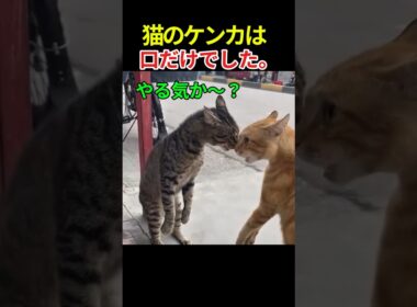 猫たちの戦争は 声が武器でした。#猫あるある #爆笑猫動画 #shorts