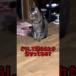 s:130「母ちゃん、分かってくれない」#ネコ #保護猫