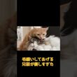 毛繕いしてあげる兄猫が優しすぎた #ネコ #cat #ねこ #猫のいる生活 #shorts #アメショ #ノルウェージャンフォレストキャット #アメリカンショートヘア #猫のいる暮らし
