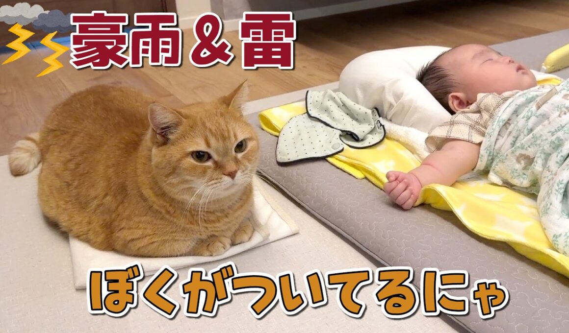 雷が鳴ると真っ先に赤ちゃんの隣に行く兄猫がイケメンすぎる！