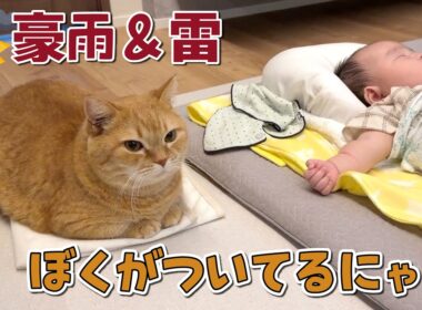 雷が鳴ると真っ先に赤ちゃんの隣に行く兄猫がイケメンすぎる！