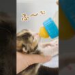 【子猫のミルク】花火の音は猫には大事件｜楽しむ人の隣で、猫には安心を用意する【保護猫生活】
