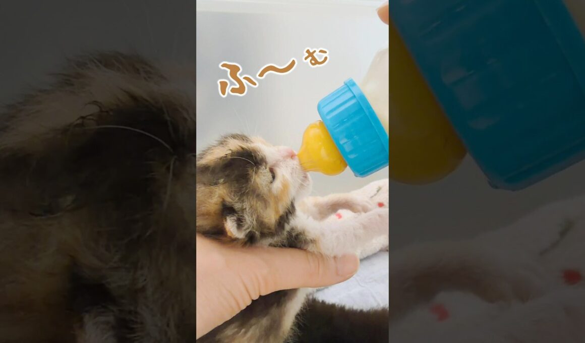 【子猫のミルク】花火の音は猫には大事件｜楽しむ人の隣で、猫には安心を用意する【保護猫生活】