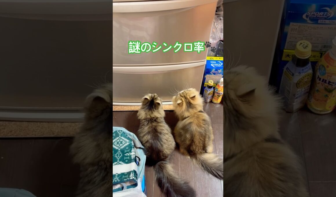 【謎のシンクロ率】実は実の兄弟？