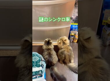 【謎のシンクロ率】実は実の兄弟？