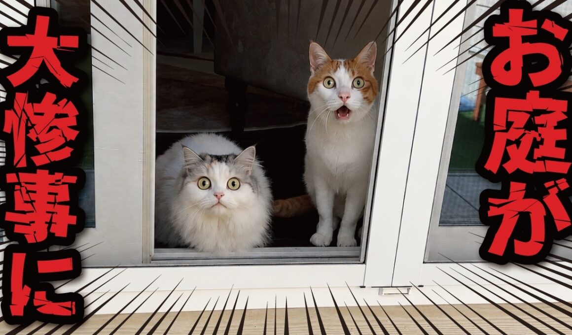 猫たちのお庭がとんでもない事になってました…