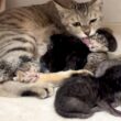 頑張るママ猫。しかしおっぱいが足りていない子猫たち【かのこ日記】Mama cat is doing her best, but the kittens need more milk.
